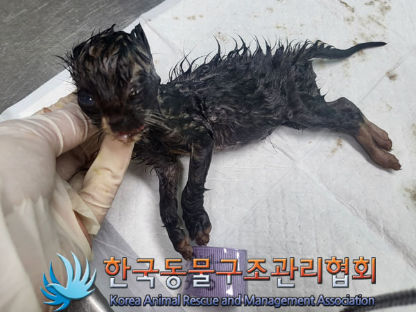 한국동물구조관리협회_441560202301059